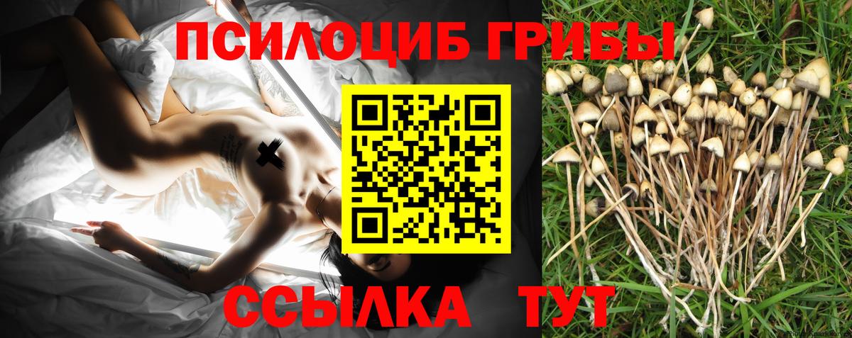 Псилоцибиновые грибы Psilocybine cubensis Киселёвск